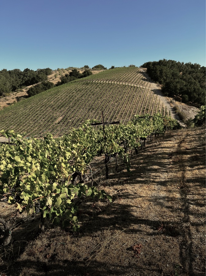 Vine rows climbing the sloping hillsides of Heaton Vineyard